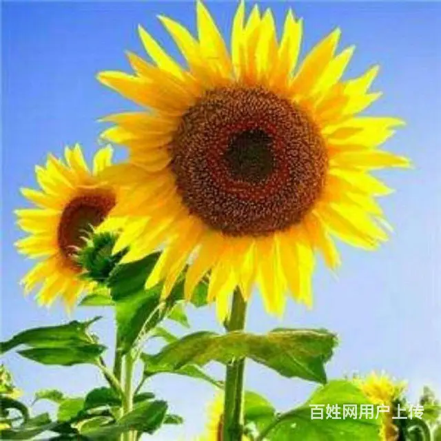 征婚。 - 图片