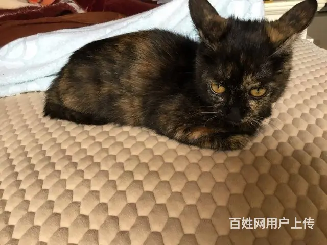 猫猫0元购 - 图片 4