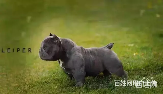 宿迁洛克恶霸犬舍 专业繁殖纯种恶霸 - 图片 6