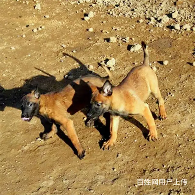 吕梁养马犬的地方，卖马犬的地方 - 图片 6