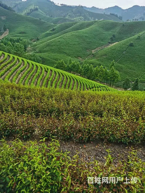 暴雨过后 旱情有所缓解 小戴白茶 自产自销 - 图片 4
