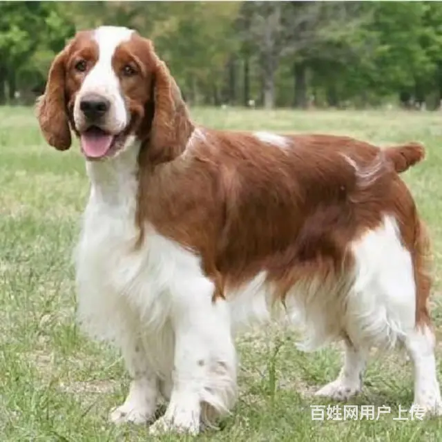 杭州【十年老店】常年繁殖优质血统史宾格幼犬 - 图片 2