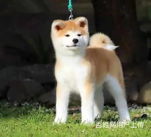 纯血统日系秋田犬 多窝可挑选 疫苗做齐 - 图片 5