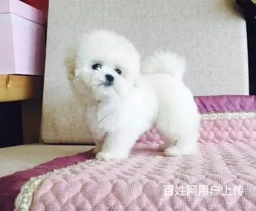 出售纯种比熊犬幼犬 棉花糖宝宝 北京法国比熊犬 - 图片 9