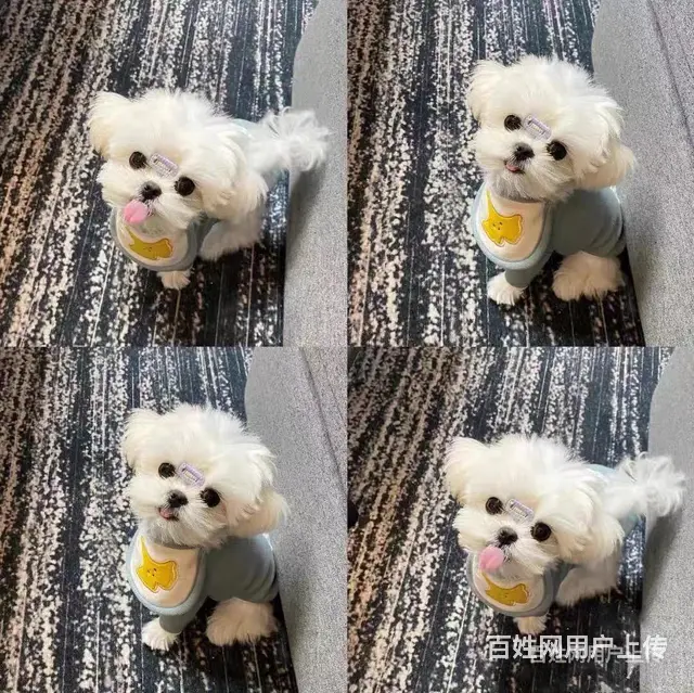 【货到付款犬舍】长春哪里有马尔济斯 马尔济斯多少钱图 - 图片 2