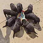 东德牧羊犬