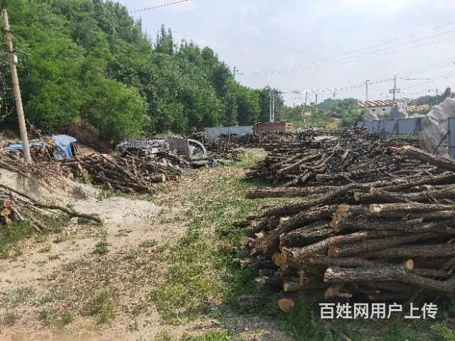 出售槐木 - 图片 11