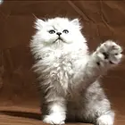 湖州纯种金吉拉猫舍 正规猫舍家庭式繁育