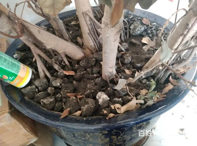 超大花盆 - 图片 1