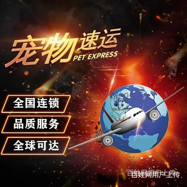 徐州新沂托运宠物 （猫狗活体运输）快递至全国各地 - 图片 3