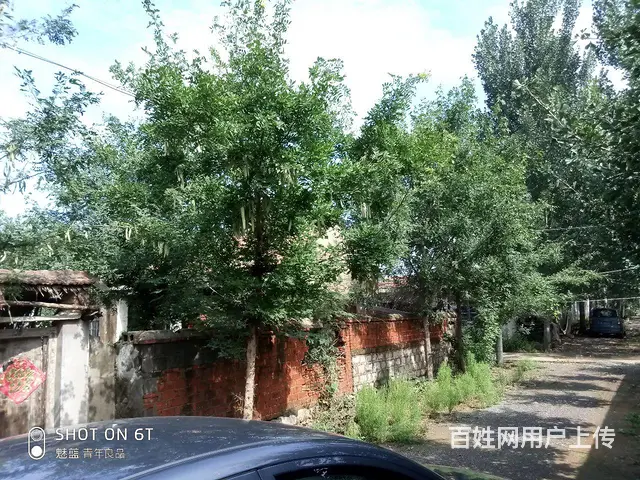 合欢树（米径20厘米）和皂荚树（米径20厘米）出售 - 图片 6