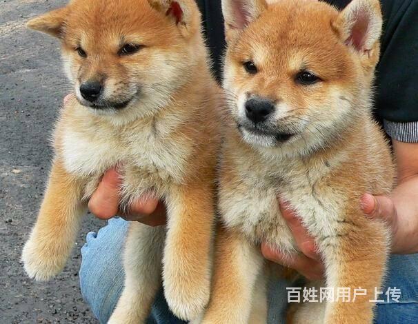 北京哪裡賣柴犬幼犬 三個月柴犬多少錢 賽級柴犬