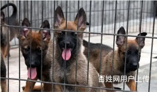 吕梁CKU认证马犬基地  马犬犬舍直销 - 图片 2