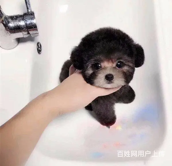 纯种茶杯泰迪熊宝宝   出售各色泰迪熊宝宝 - 图片 1