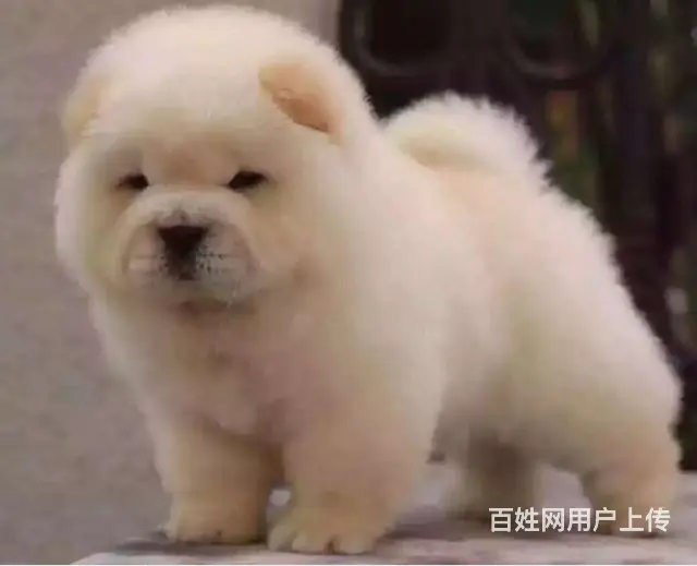 纯种肉嘴松狮幼犬多窝出售公母均有 签保障协议 - 图片 6