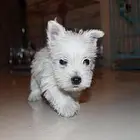 吕梁纯种西高地犬舍，西高地多少钱一只