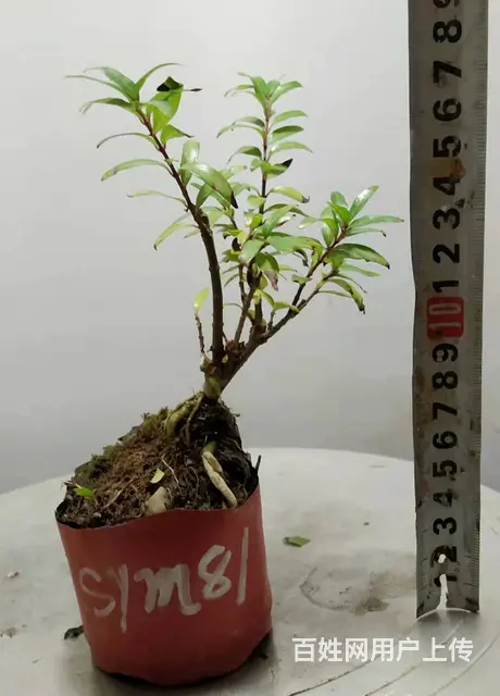 湖北大学自考本科毕业生杨世毅先生淘宝盛世鑫毅植物园 - 图片 2