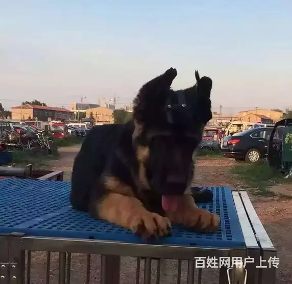 出售双血统锤系德牧cku注册售后可签协议有保障 - 图片 5
