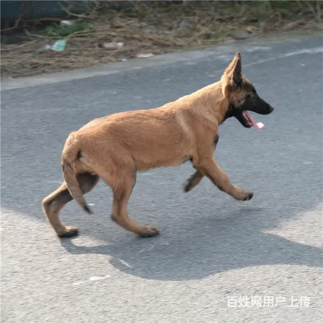 吕梁好的马犬哪里有卖，好的马犬如何挑选 - 图片 9