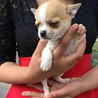 晋中吉娃娃犬舍基地常年出售纯种吉娃娃双血吉娃娃幼犬