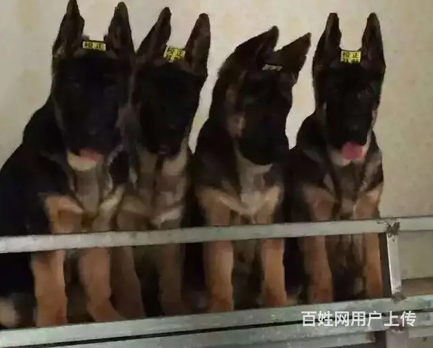 出售双血统锤系德牧cku注册售后可签协议有保障 - 图片 1