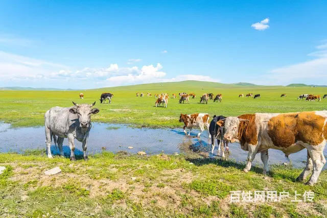 呼伦贝尔旅游线路详细 - 图片 4