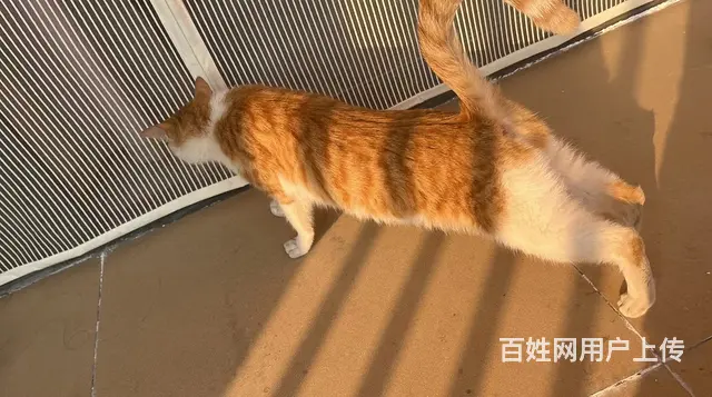 粘人小橘猫求收养（免费送） - 图片 4