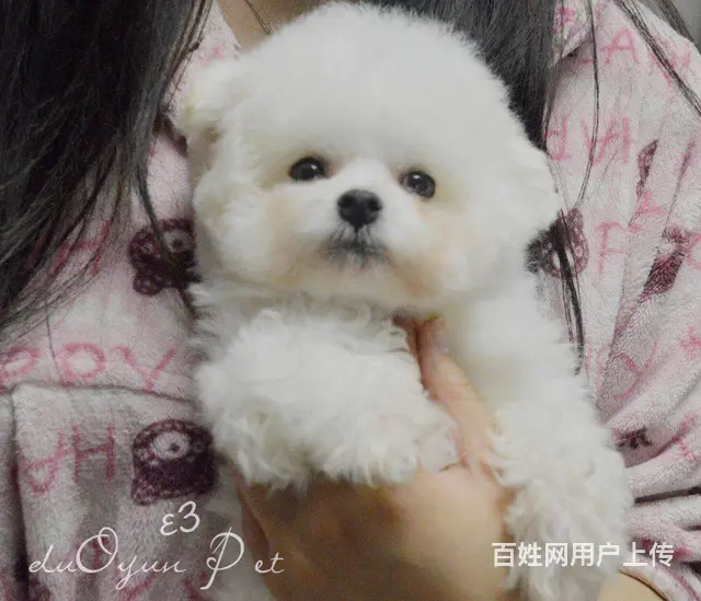 纯种比熊犬，赛级比熊犬，比熊价格专业繁育比熊基地 - 图片 2