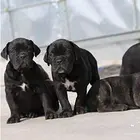 枣庄【*推荐】卡斯罗犬舍‖卡斯罗养殖场