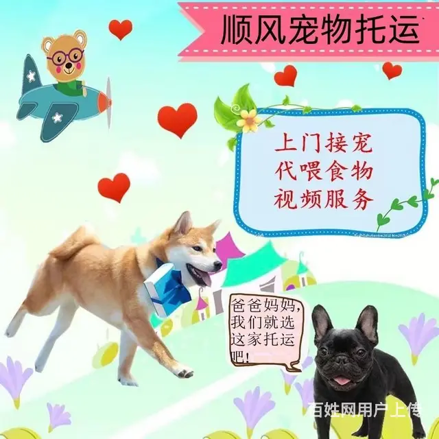 张掖市宠物托运（猫狗）邮寄快递（2023今日 推荐运输 - 图片 6