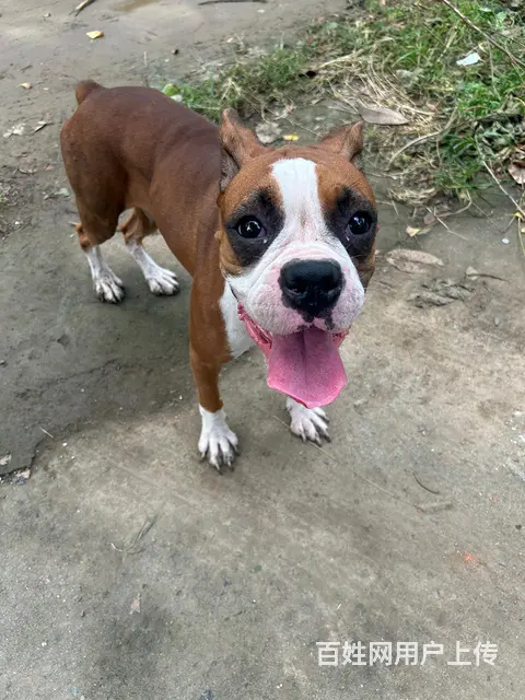 美系拳师犬出售 - 图片 2