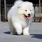 唐山【萨摩耶犬舍】地址 萨摩耶一般价位