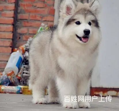 纯种阿拉斯加幼犬，包售后，疫苗驱虫齐全。 - 图片 3