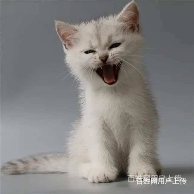巢湖纯种英短银渐层到手价格 - 图片 8