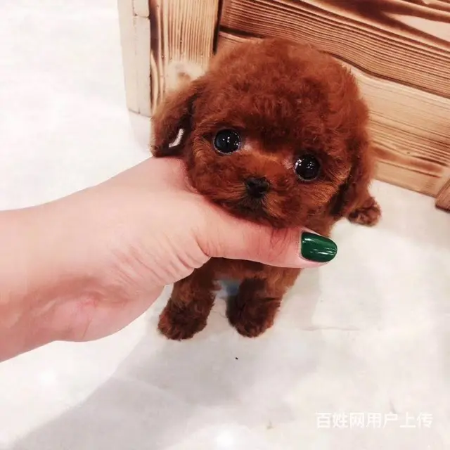 纯种茶杯玩具泰迪幼犬 可签协议颜色多选泰迪熊 - 图片 1