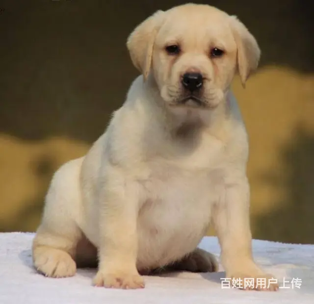 大的拉布拉多基地 完美售后终身售后保障 - 图片 2
