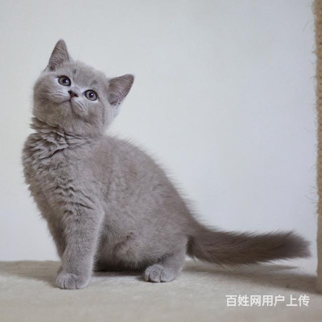 许昌蓝猫养殖户◆蓝猫多少钱一个的图片