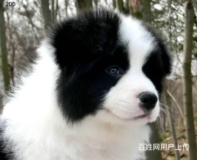 出售   高品质边牧宝宝【益帆边境犬舍】 - 图片 3
