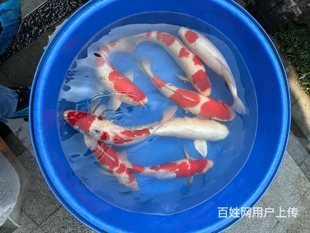 杭州市锦鲤鱼出售 - 图片 3
