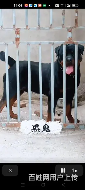 出售双血统精品罗威纳 - 图片 3