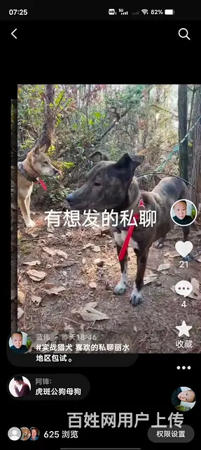 猎犬 - 图片 2