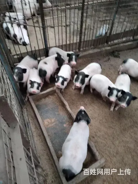 低价处理巴马香猪！藏香猪！（含种猪） - 图片 2