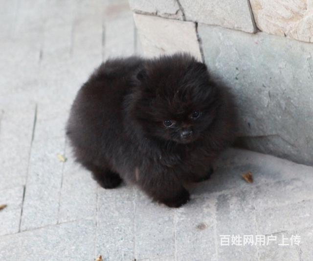 顶级哈多利博美俊介幼犬疫苗齐全保纯种健康签协议