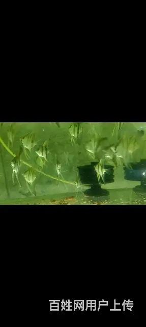 神仙鱼 - 图片 3