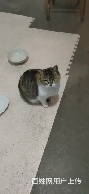 流浪猫找负责领养人 - 图片 3