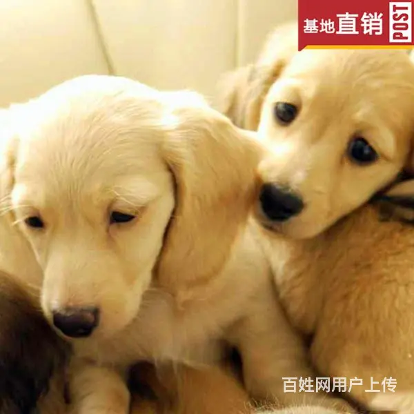 宿迁【十年老店】常年繁殖优质血统腊肠犬幼犬 - 图片 7