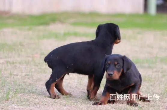 德系杜宾犬 出售高品质杜宾幼犬 - 图片 1