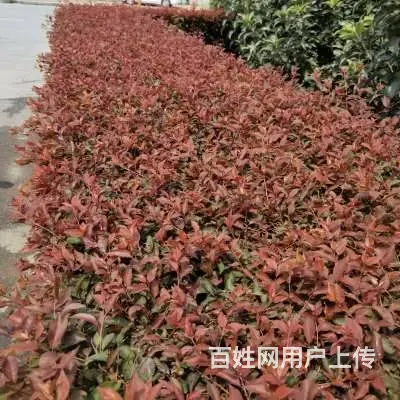 园林绿化施工，附近草坪，园林，绿化工程，红豆杉，土 - 图片 4