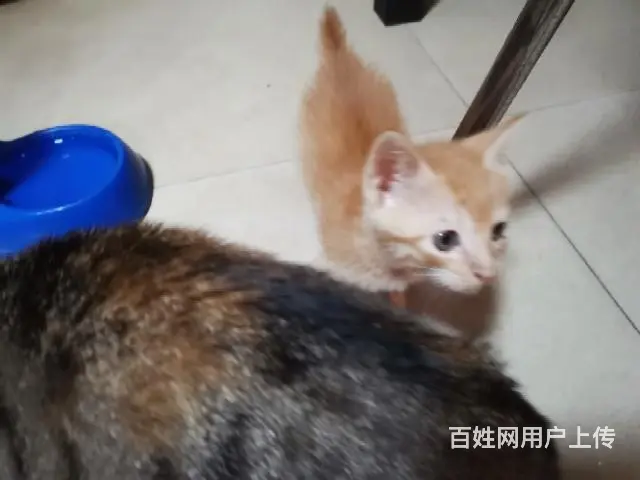 【搞定了！】赠送自家养小猫 - 图片 4
