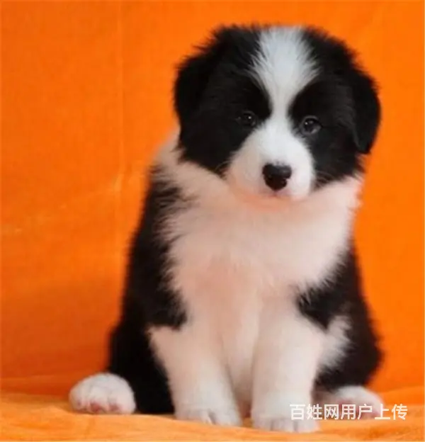 辽阳有什么靠谱的边牧犬舍推荐吗 - 图片 9